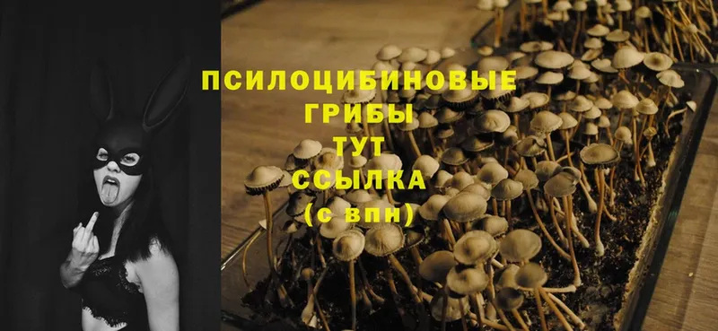 Галлюциногенные грибы Psilocybe  Жуковка 